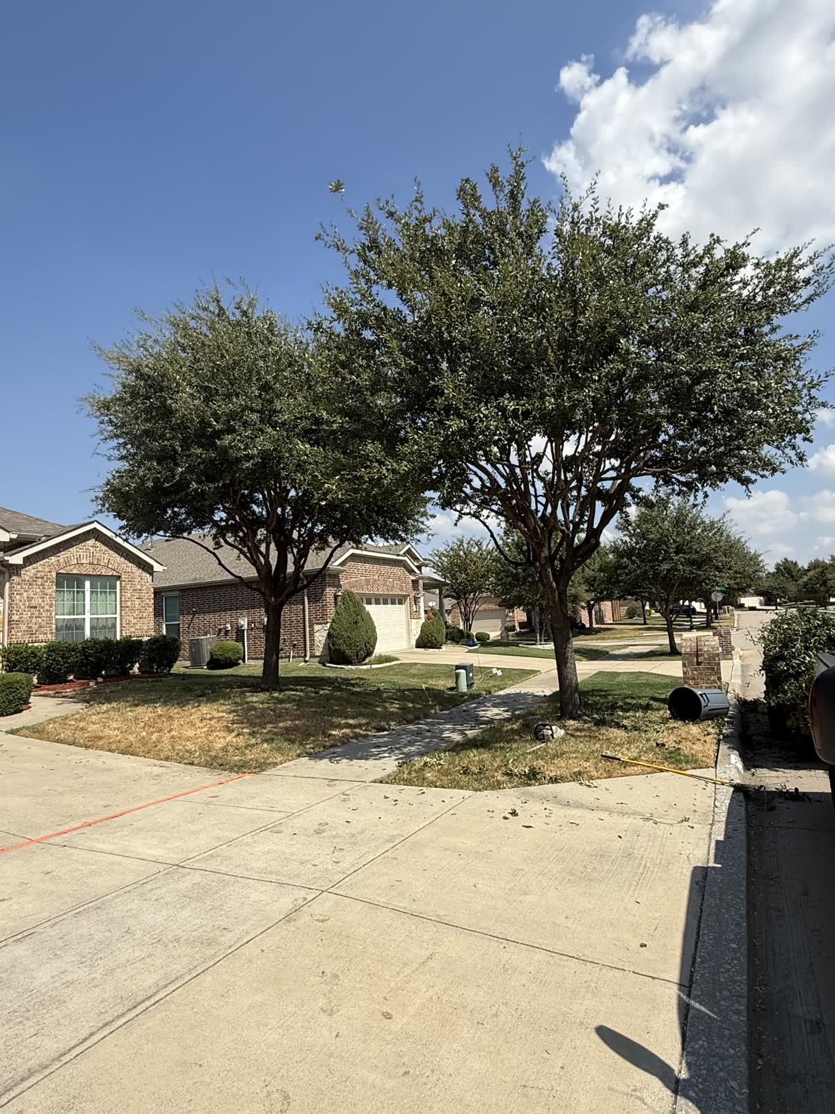 Same corner-lot oaks after trimming, canopies raised