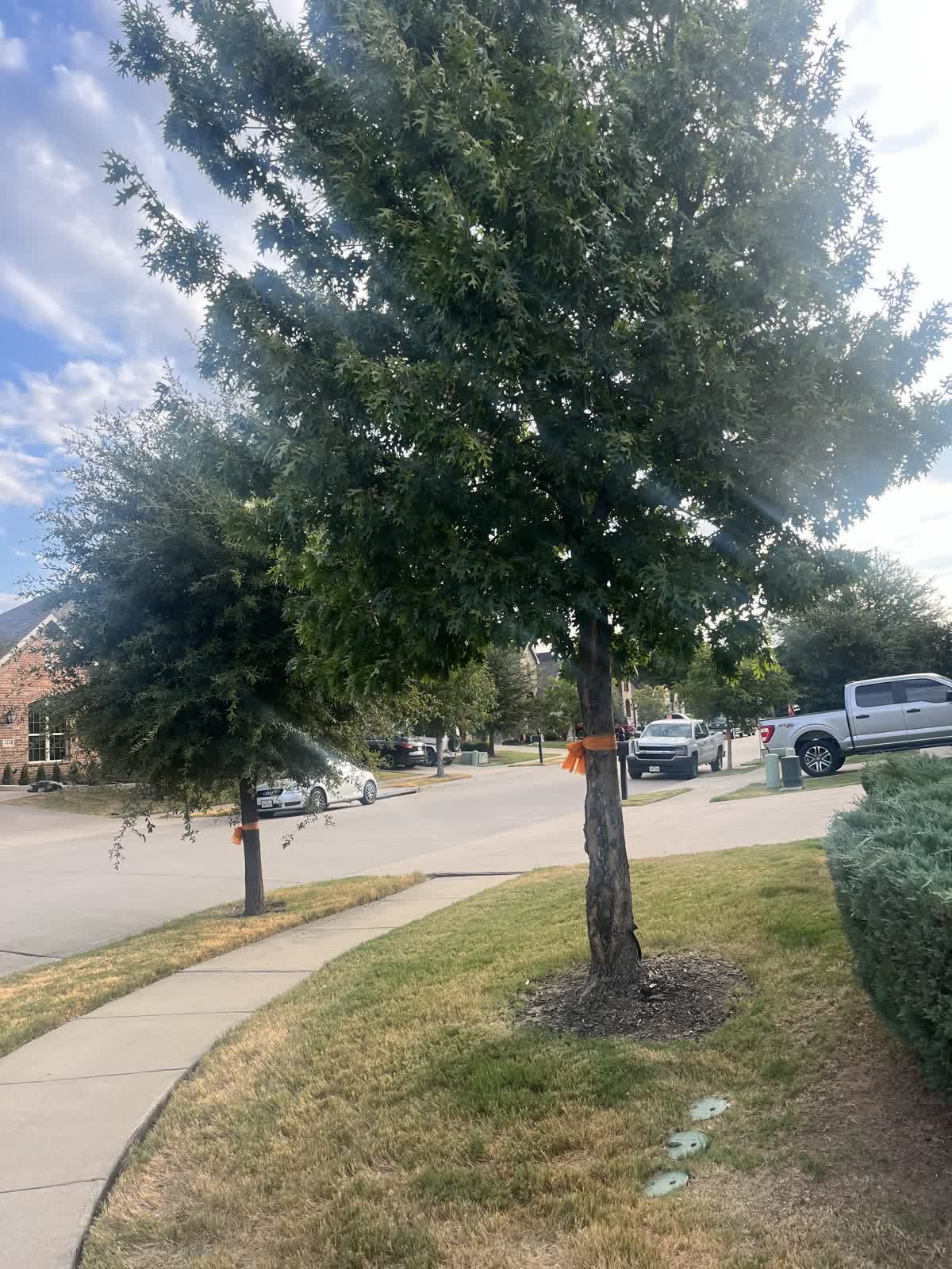 Corner-lot oaks before trimming